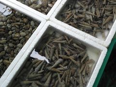 -外伶仃岛海鲜市场