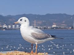 -海埂大坝