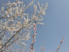 -桃花堤公园