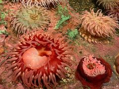 -西雅图水族馆