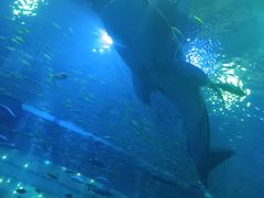 -成都浩海立方海洋公园