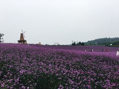 -大塘金香草谷