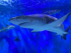 -太平洋海底世界