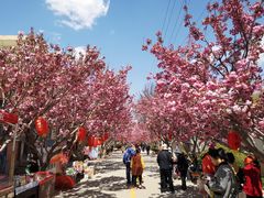 -莱阳濯村樱花园