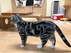 -猫和宫(六道口店)