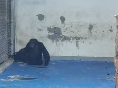 -合肥野生动物园