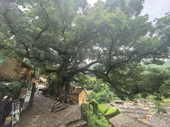 -杨家堂村