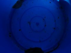 -红鼎豆捞·非遗鲍皇汤火锅(宝丰路店)