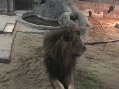 -清迈夜间动物园