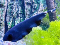 -上海海洋水族馆