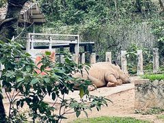 -深圳野生动物园