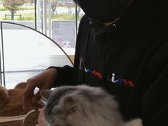 -飞行喵MR PILOT|猫舍·猫咖(静安大融城店)