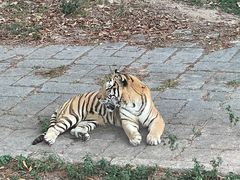 -深圳野生动物园