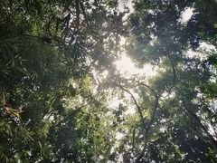 -呀诺达热带雨林