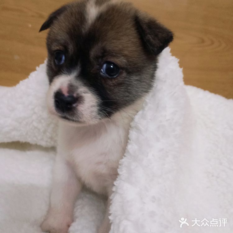 今天又收留一个小活宝 下午去朋友厂里有事，看见她厂里