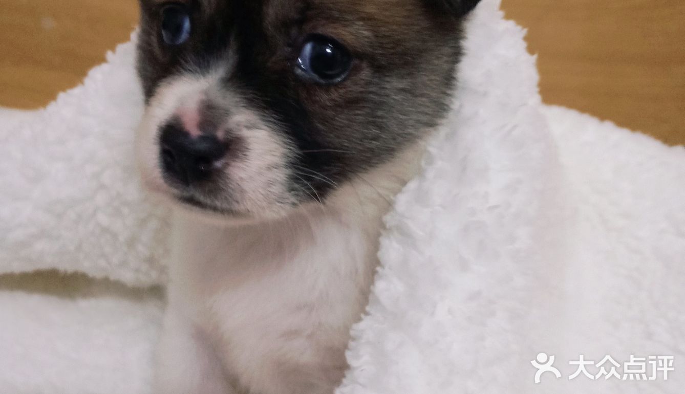 今天又收留一个小活宝 下午去朋友厂里有事，看见她厂里