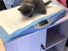 -纳吉亚猫专科动物医院博雅分院