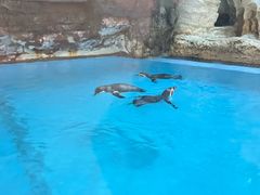 -帝企鹅自助餐厅•儿童岛•真企鹅(长隆企鹅酒店)