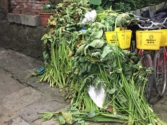 -遇龙河大樟树农家乐