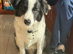 -艾贝尔宠物医院 ·内科全科(梁溪路店)