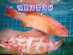 -锦里海景海鲜餐厅.三亚老字号(亚龙湾中心广场店)