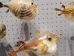 -贝林大翅鲸简餐厅(国家海洋博物馆店)