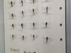 -四川大学博物馆