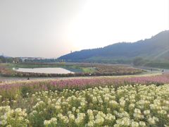 -径山花海