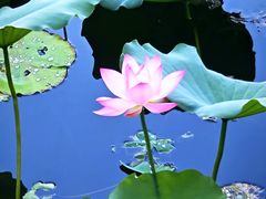 -荔湾湖公园