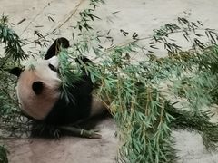 -杭州动物园