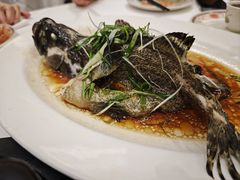 清蒸龙趸-稻香酒家·35年老字号(侨光店)