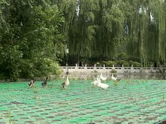 -莲花池公园