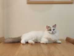 -滚猫咖啡·猫咖·猫友好撸猫(未来城店)