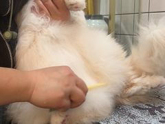-猫大福·Fortune Cat猫舍(百子湾店)
