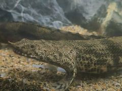 -太平洋海底世界