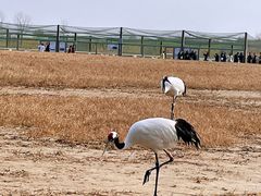-盐城丹顶鹤湿地生态旅游区