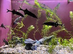 -上海海洋水族馆