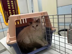 -中农国际动物医院24小时·猫科·骨科·急重症中心