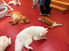 -和它·交个朋友·狗咖猫咖(爱琴海店)