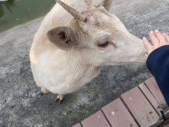 -北京鹿世界主题园