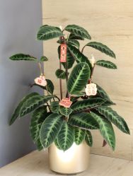 -酉嘉瑜伽YO+YOGA