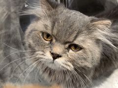 -浣熊柯尔鸭土拨鼠·电玩咖