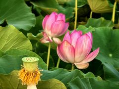 -莲花池公园