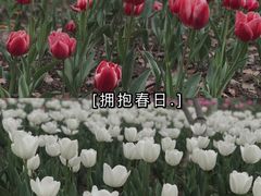 -院士公园