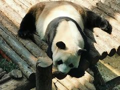 -大连森林动物园