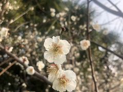 -中央公园(苏州工业园区)