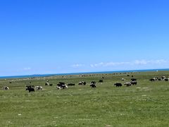 -青海湖国家重点风景名胜区