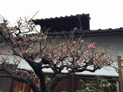-中村藤吉(本店)