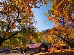 -千年银杏谷文化旅游区