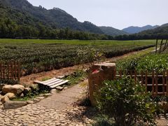 -中国茶叶博物馆(双峰馆区)